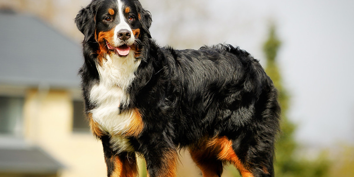Embracing the Enormous: A Pawspective on the Grand World of Large Dog Breeds