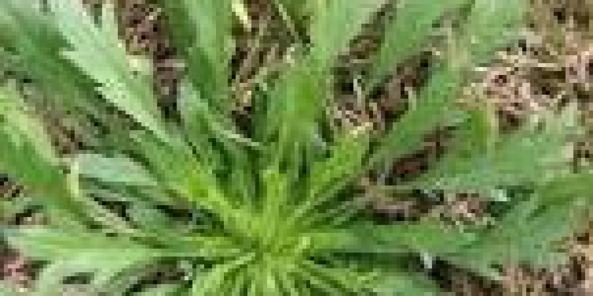 Navigating Marestail Weed Control: Choosing Effective Weed Killers