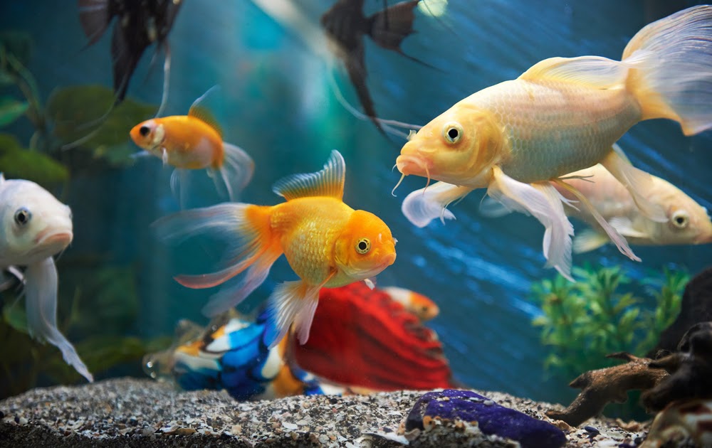 Exploring the World of Fish Care: Tips and Tricks