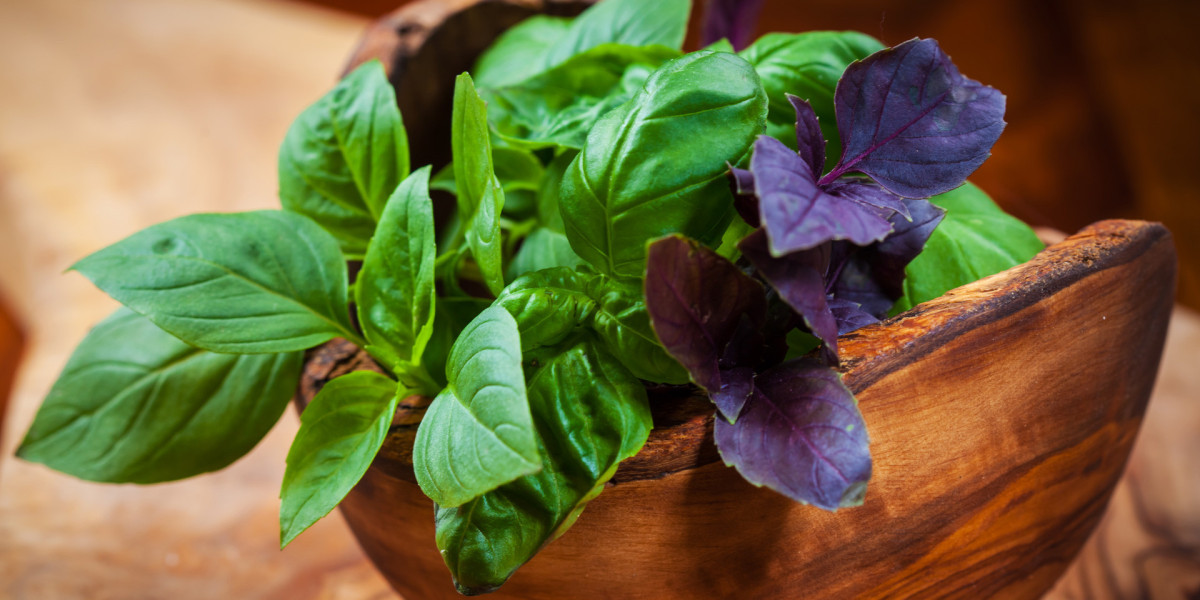 The Issue of Leggy Basil: Causes and Solutions