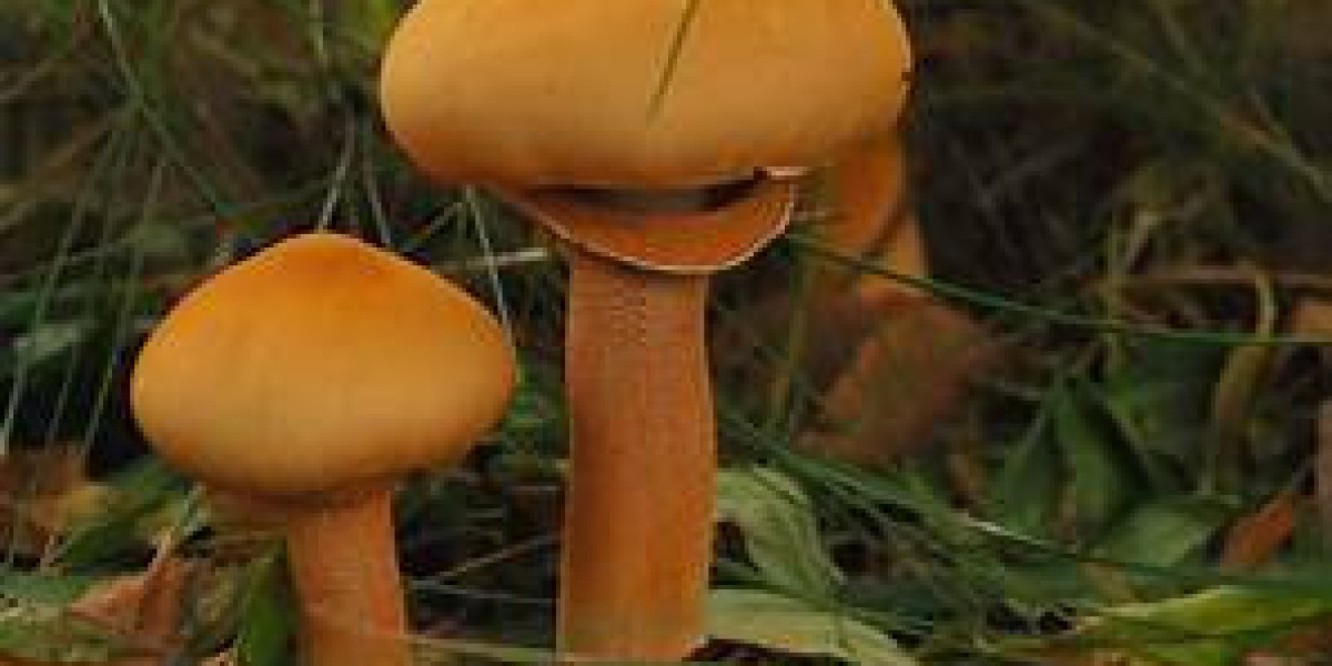 Unveiling this Mysteries connected with Gold Cap Mushrooms: Nature's Older Display