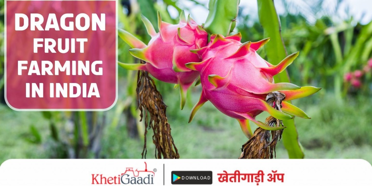 The Blossoming World of Dragon Fruit Farming: Balancing Commercial and Traditional Approaches