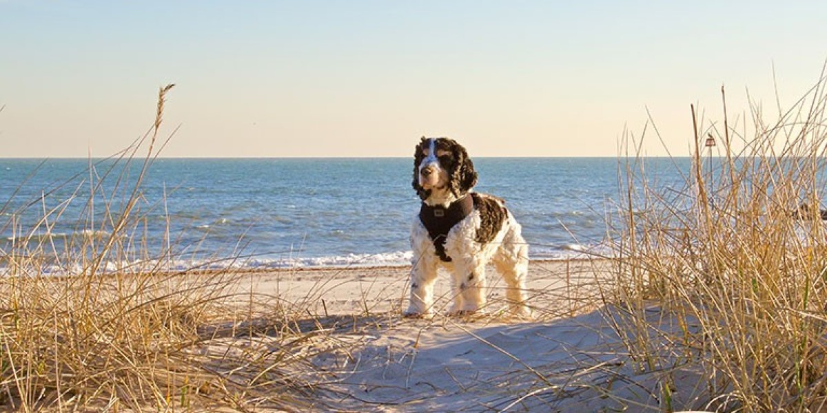 Don’t Think Too Much While Choosing Myrtle Beach Pet Friendly Rentals