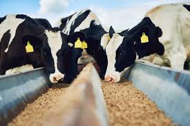 Agriculture and Animal Feed Market: Trends, Challenges, and Opportunities – Site Title