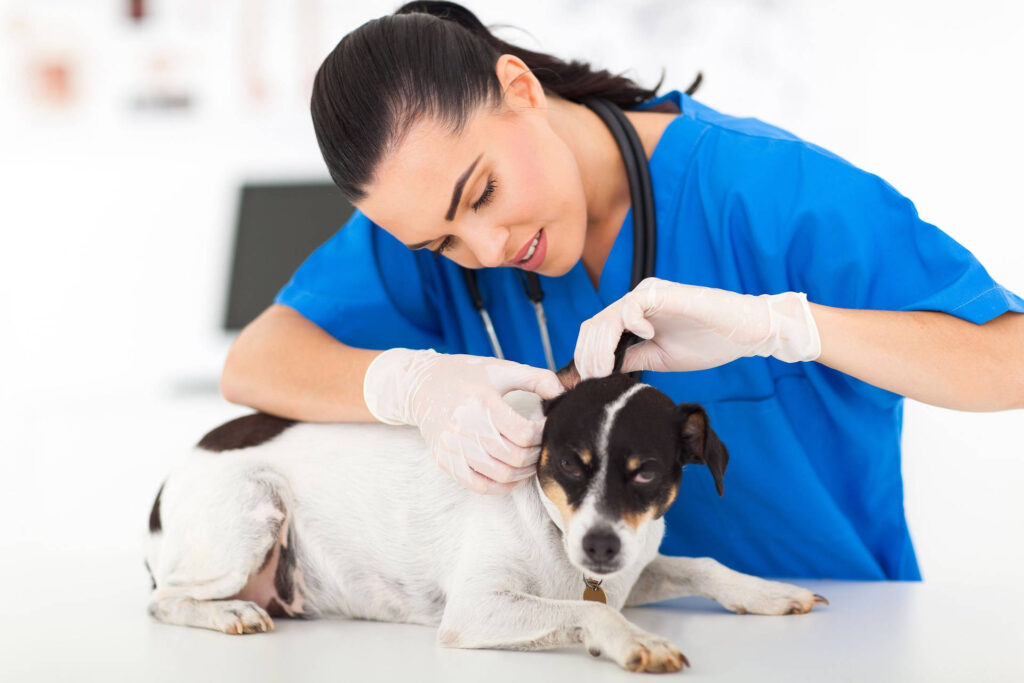 Global Veterinary Biologics Market Poised for Remarkable Growth, Expected to Reach USD 24,224.3 Million by 2034 – FMIBlog